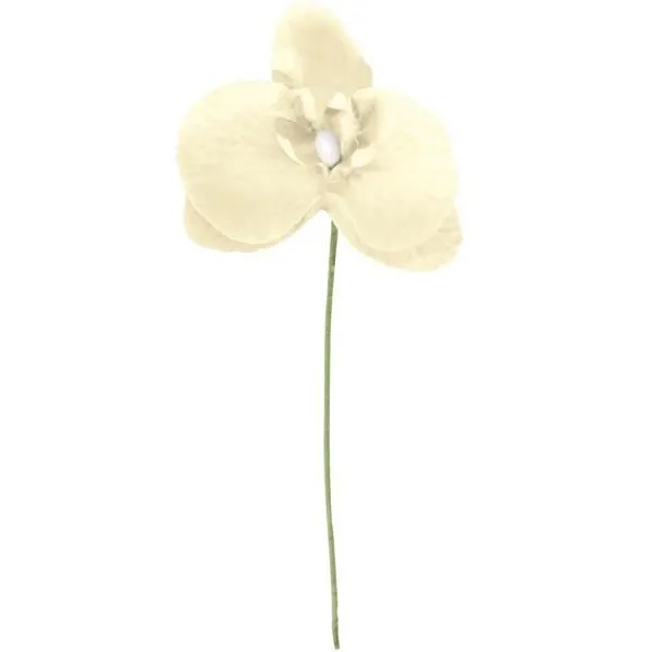 Orchidée Ivoire-lot de 10